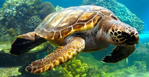 habitat de las tortugas marinas.